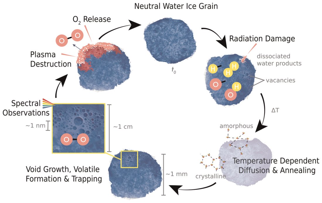 Plasma and Thermal Processing Leading to Latitudinal and Temporal Variability of the Trapped O2 at Europa and Ganymede